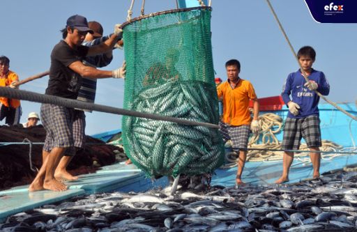 Business In Vietnam for Indians - great potential for seafood processing