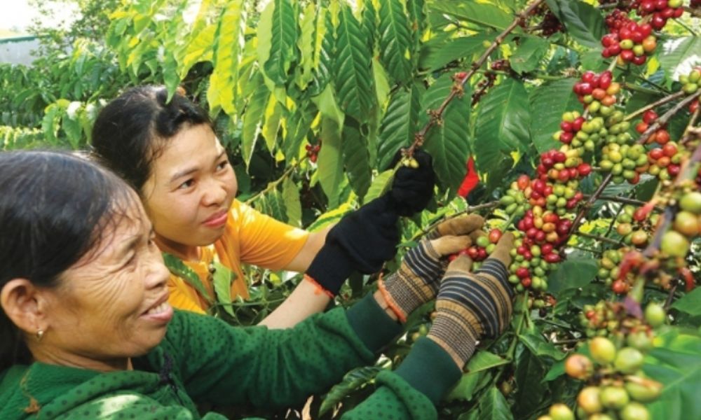 Farmers are harvesting coffee in Vietnam